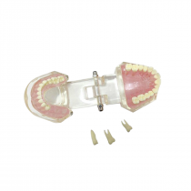 Dental Study demonstrāciju modelis ar izņemamiem zobiem